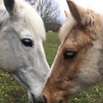 Profile Picture of Sophie,tab And Jimmy (@dopey_darcy_and_prancy_pippin) on Instagram