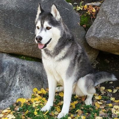 Profile Picture of Ryan McCue (@RyanMcCue2) on Twitter