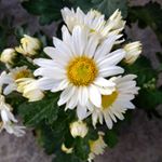 Profile Picture of Xochilt Eunice Torres Obando (@eunice_13_08) on Instagram