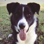 Profile Picture of Buddy Thompson (@buddythebordercolliepup) on Instagram