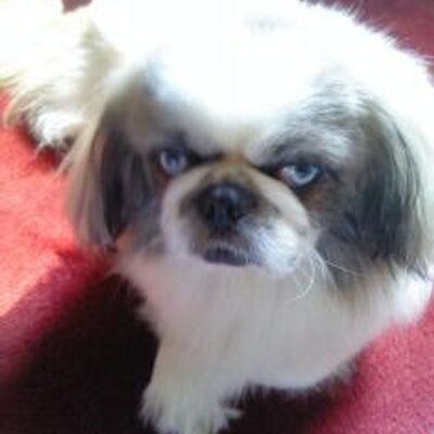 Profile Picture of Danielle Dailey (@danid18191284) on Twitter