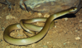 Profile Picture of Eirenis decemlineatuson Wikipedia