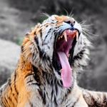 Profile Picture of MOMIN_AVES_AHMED_👑 (@_aves_ahmed_official_) on Instagram