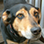Profile Picture of Chris Douglas (@disruptionlabs) on Flickr