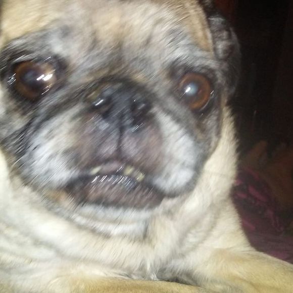 Profile Picture of Lisa Kovacic (@lisakate1262) on Poshmark