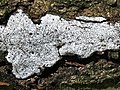 Profile Picture of Biscogniauxia atropunctataon Wikipedia