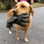 Profile Picture of Felice Cohen (@thelostgloves) on Instagram