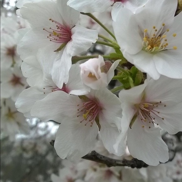 Profile Picture of G Wong (@ghosttrace) on Poshmark