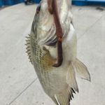 Profile Picture of Sam Maniaci (@skip_shot246) on Instagram