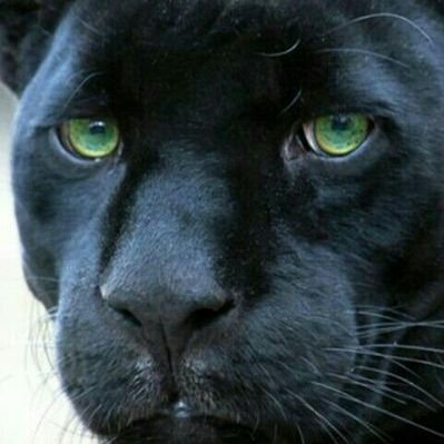 Profile Picture of Carlton Sutton (@carlton90602) on Twitter