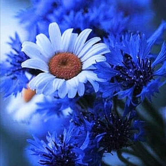 Profile Picture of Rocio Rivas (@rosy176) on Poshmark