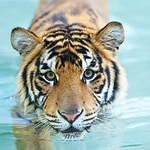 Profile Picture of Troy Lucas (@kegsta01) on Flickr