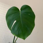 Profile Picture of Andrea Sarber (@little_plant_shoppe) on Instagram