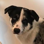 Profile Picture of Susanne Thomas (@susen40) on Instagram