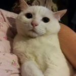 Profile Picture of Winnie Chui (@winnie.chui.142) on Instagram