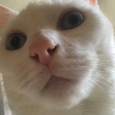 Profile Picture of Jizz Cabbage (@Cassie_write) on Twitter