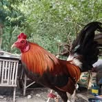 Profile Picture of Darwin Backyard (@darwin.backyard.2024) on Facebook