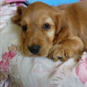 Profile Picture of priti devikar (@Pritidevikar) on Pinterest