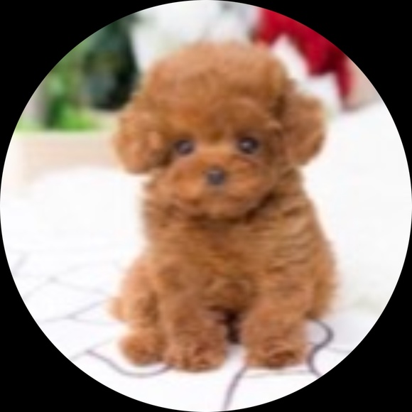 Profile Picture of Ginger Nguyen (@ginger_dia04) on Poshmark