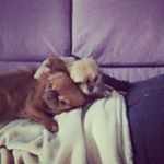 Profile Picture of COOKIE&RALPH (@cookie_ralphito) on Instagram