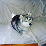 Profile Picture of Doug Hintzman (@doughintzman) on Instagram