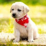 Mark Hung - Youtube Profile Picture of Mark Hung (@MarkHung-ve5op) on Youtube