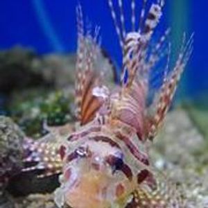 Profile Picture of 陳蓁 (@manuelachen) on Myspace