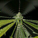 Profile Picture of Roots (@downwithdirt) on Instagram