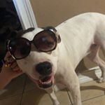 Profile Picture of Stevegastelum (@gastelumsteve7) on Instagram