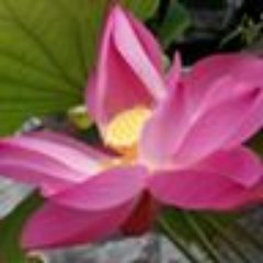Profile Picture of Annabelle Wong (@cula36) on Twitter