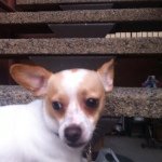 Profile Picture of David Giron (@maritzas_jack_ass) on Instagram