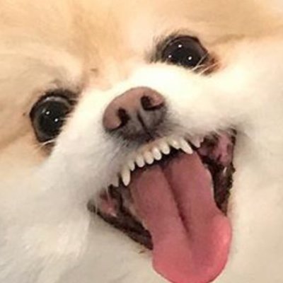 Profile Picture of Greg Rivera (@gregmishka) on Twitter