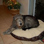 Profile Picture of Jesse Bogdanovitch Ellison (@jesseellison7) on Instagram