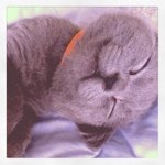 Profile Picture of Fay Chen (@chenchufei) on Instagram