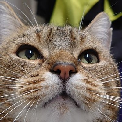 Profile Picture of Colin The Cat  🇬🇧 💙 ❤️ 💚 😻 #PawsOfJustice  🐾 (@Longarmofthepaw) on Twitter