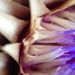 Profile Picture of Carlotta Liedmann (@carlottaliedman) on Pinterest