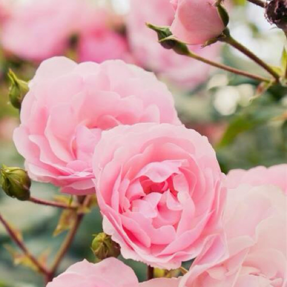 Profile Picture of Irani Pineda (@irani) on Poshmark