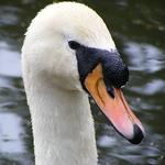 Profile Picture of Hollie Christopher (@holliechristopher1974) on Flickr