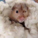 Profile Picture of Laurie Labrie (@labrielaurie) on Instagram