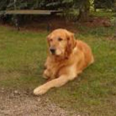 Profile Picture of ANDREW DVORAK (@dvorak467) on Twitter