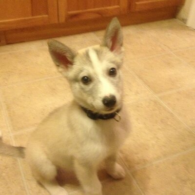 Profile Picture of Jason Thiessen (@Jasonthiess) on Twitter
