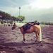Profile Picture of Maria Mena de Cavazos (@mmmenas) on Pinterest