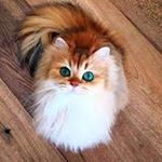 Profile Picture of Eunice Obando (@puffycatlover) on Instagram