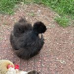 Profile Picture of Daryl Davidson (@daryldavidson674) on Instagram