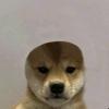Profile Picture of joshuafroge (@@joshuaranson223) on Tiktok