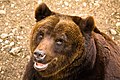 Profile Picture of Marsican brown bearon Wikipedia