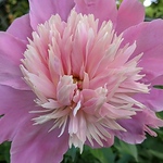 Profile Picture of Brian Cox (@fotogravy) on Flickr