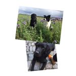 Profile Picture of Cliff Carlos Nelly (@_cliff_the_bordercollie_) on Instagram