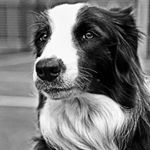 Profile Picture of Cindy Border Collie (@cindybordercollie) on Instagram