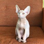 Profile Picture of Sir Nudey Newton (@thaddeus12hun) on Instagram